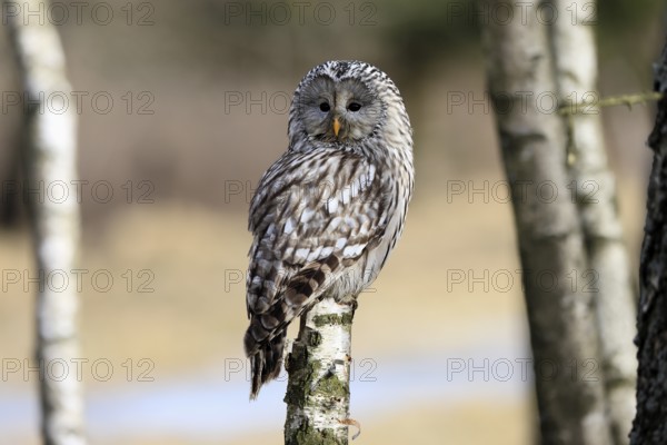 Hawk owl (Strix uralensis), adult, in winter, perch, alert, Bohemian Forest, Czech Republic, Europe, Germany