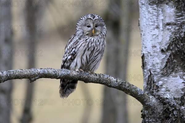 Hawk owl (Strix uralensis), adult, in winter, on branch, alert, Bohemian Forest, Czech Republic, Europe, Germany