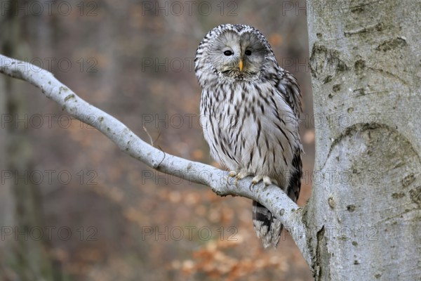 Hawk owl (Strix uralensis), adult, in winter, on tree, on tree trunk, Bohemian Forest, Czech Republic, Europe, Germany