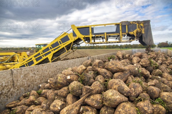 Loading sugar beets in the palatine***A loading mouse loads sugar beets ready for collection onto a truck. This brings them to the Südzucker plant in Offstein