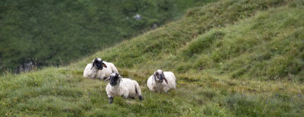 Three sheep with black heads in the meadow, Hohe Tauern National Park, Carinthia, Austria