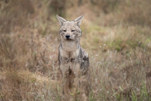 Side-striped jackal (Canis adustus), Kruger Nationalpark, South Africa