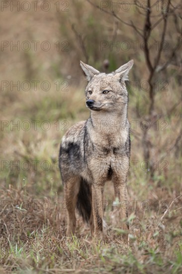 Side-striped jackal (Canis adustus), Kruger Nationalpark, South Africa