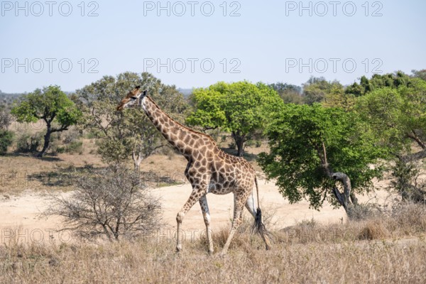 Cape giraffe (Giraffa giraffa giraffa), African savanna, Kruger National Park, South Africa