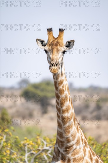 Cape giraffe (Giraffa giraffa giraffa), African savanna, Kruger National Park, South Africa