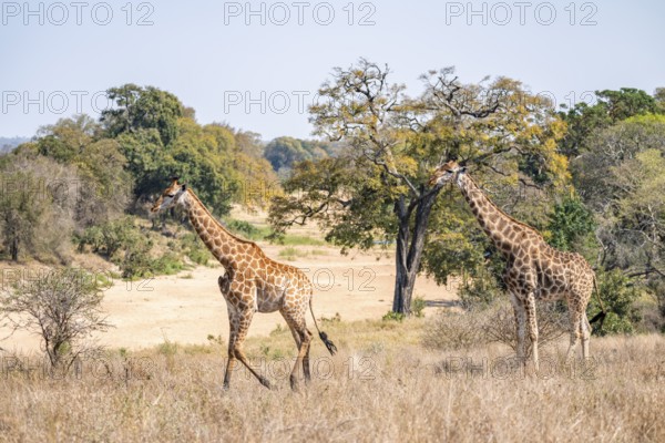 Two cape giraffes (Giraffa giraffa giraffa), African savanna, Kruger National Park, South Africa