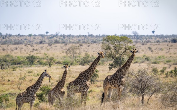 Four cape giraffes (Giraffa giraffa giraffa) standing in a row, African savanna, Kruger National Park, South Africa