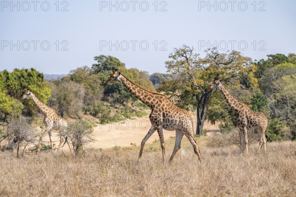 Three cape giraffes (Giraffa giraffa giraffa), African savanna, Kruger National Park, South Africa