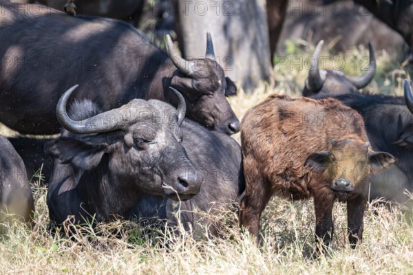 Kaffir buffalo (Syncerus caffer caffer), herd with young animals, Kruger National Park, South Africa