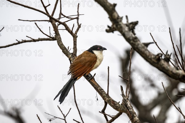 Spur cuckoo (Centropus senegalensis), Kruger National Park, South Africa
