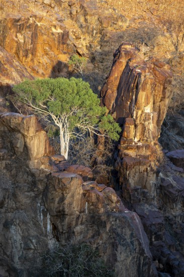 Green tree on rocky slope, sunset, Kaokoveld, Namibia