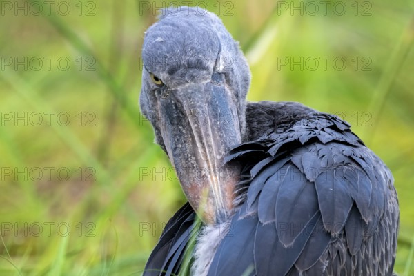 Shoebill (Balaeniceps rex) in the swamps of Mabamba, Lake Victoria, Uganda
