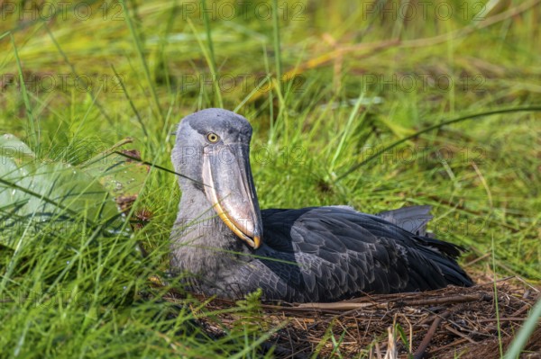 Young animal in nest, shoebeak (Balaeniceps rex) in the swamps of Mabamba, Lake Victoria, Uganda