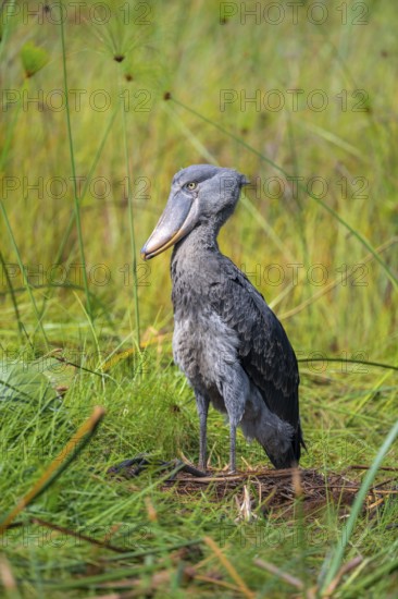 Shoebill (Balaeniceps rex) in the swamps of Mabamba, Lake Victoria, Uganda