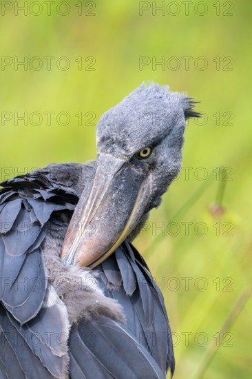 Animal portrait, shoebeak (Balaeniceps rex) in the swamps of Mabamba, Lake Victoria, Uganda