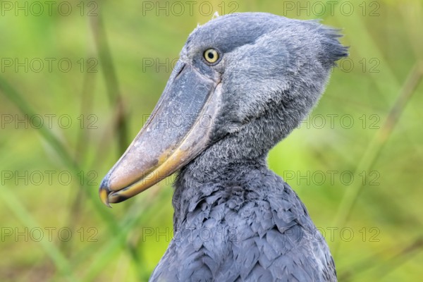Animal portrait, shoebeak (Balaeniceps rex) in the swamps of Mabamba, Lake Victoria, Uganda