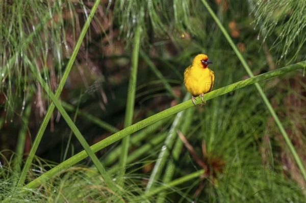 Reed weaver (Ploceus castanops), bird sitting on papyrus stalk, Mabamba swamp, Lake Victoria, Uganda