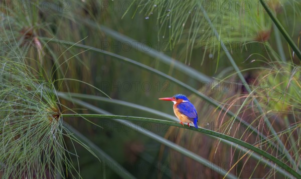 Crest dwarf (Corythornis cristatus), bird sitting on a reed leaf, Mabamba swamp, Lake Victoria, Uganda