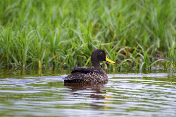 Yellow-billed duck (Anas undulata) swims in water, Mabamba swamp, Lake Victoria, Uganda