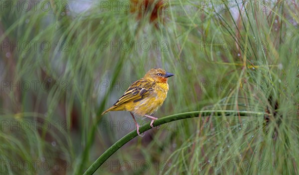 Reed weaver (Ploceus castanops), female, bird sitting on papyrus stalk, Mabamba swamp, Lake Victoria, Uganda