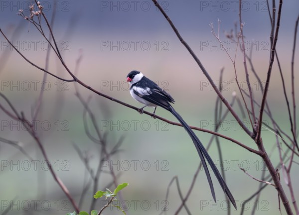 Dominican widow (Vidua macroura) in brood dress, Uganda