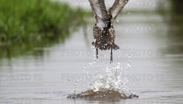 Yellow-billed duck (Anas undulata) taking off from water, Mabamba swamp, Lake Victoria, Uganda