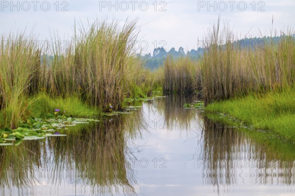 Mabamba swamp, Lake Victoria, Uganda