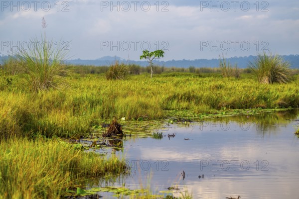 Landscape, Mabamba Swamp, Lake Victoria, Uganda