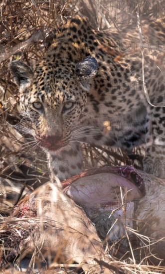 Leopard (Panthera pardus) feeding on a kill, adult, Kruger National Park, South Africa