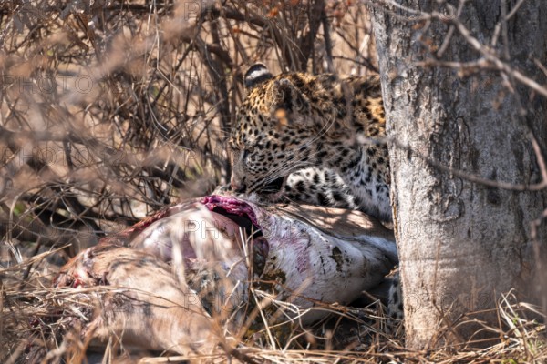 Leopard (Panthera pardus) feeding on a kill, adult, Kruger National Park, South Africa