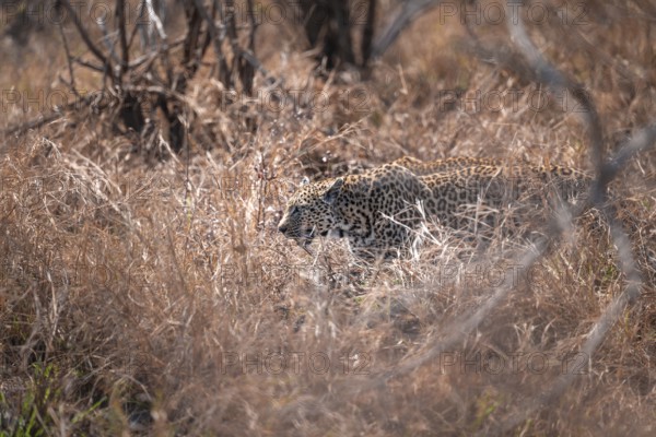 Leopard (Panthera pardus), female in dry grass, adult, Kruger National Park, South Africa