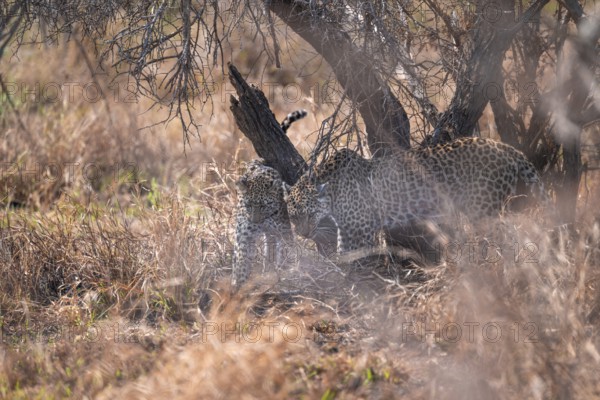 Leopard (Panthera pardus), mother cuddles with young, in dry grass, adult, Kruger National Park, South Africa