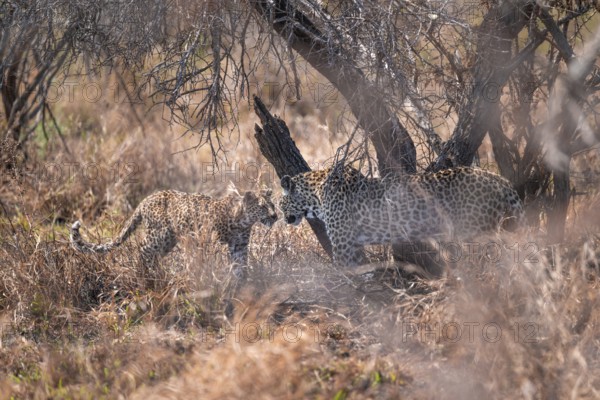 Leopard (Panthera pardus), mother and young, in dry grass, adult, Kruger National Park, South Africa