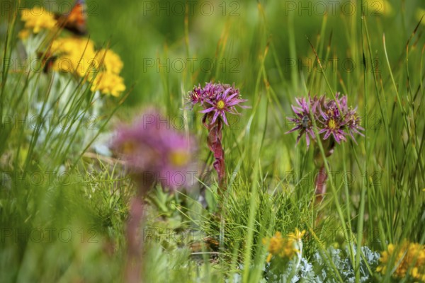 Berg Houseleek or Liveforever (Sempervivum), Valais Alps, Valais, Switzerland