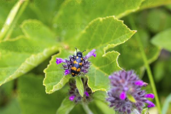An orange-black oil beetle (Meloidae), Valais Alps, Switzerland