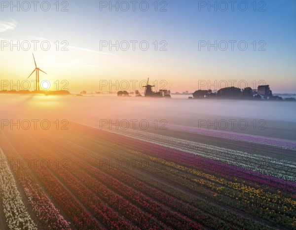 Fog covered landscape in sunrise with tulip fields and windmill in background, AI generated