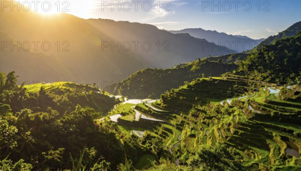Early morning light bathes Philippines rice terraces cascading down mountain slopes, beautiful golden light, AI generated