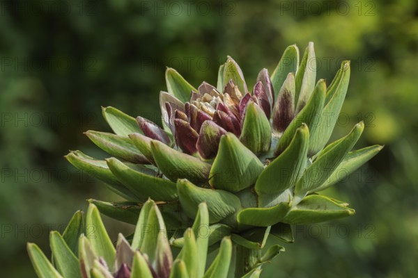 Artichoke (Cynara scolymus, Cynara cardunculus), Münsterland, North Rhine-Westphalia, Germany