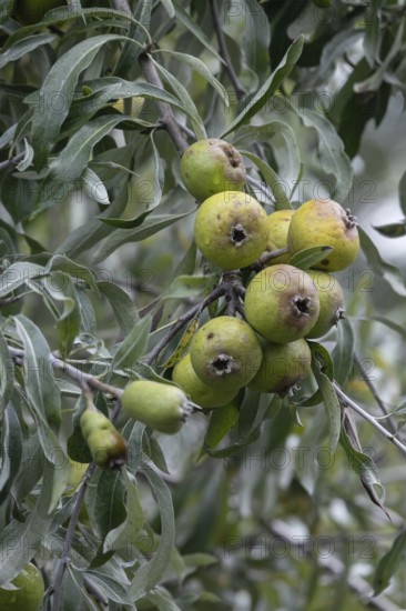Willow leaf pear (Pyrus salicifolia) Rosaceae family, fruits, fruit stand, Münsterland, North Rhine-Westphalia, Germany