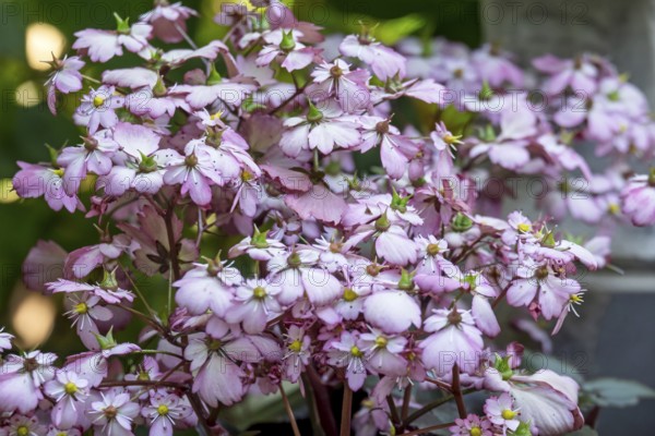 Herbststeinbrech, (Saxifraga cortusifolia var. fortunei), pink flowers, Münsterland, North Rhine-Westphalia, Germany