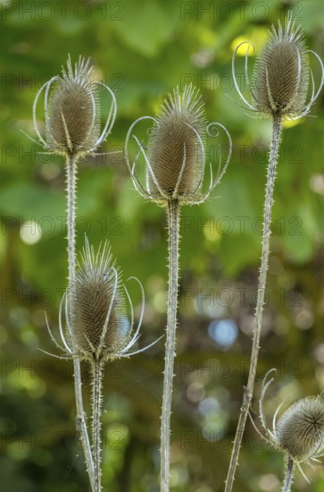 Wild card (Dipsacus fullonum), Samenstand, Münsterland, North Rhine-Westphalia, Germany
