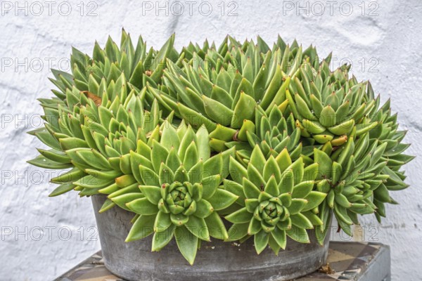 Echeveria agavoides, Münsterland, North Rhine-Westphalia, Germany