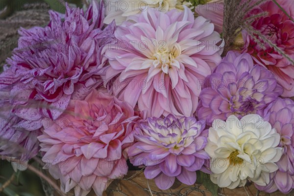 Colourful dahlia flowers, Dahlia, Münsterland, North Rhine-Westphalia, Germany