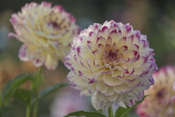 Dahlia (Dahlia), Münsterland, North Rhine-Westphalia, Germany