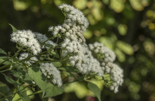 Runzel-leaved water dost (Ageratina altissima), Münsterland, North Rhine-Westphalia, Germany