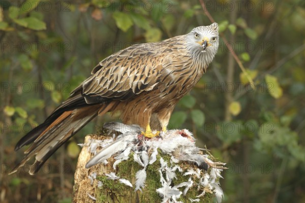 Red kite (Milvus milvus) secures a captured domestic pigeon (Columba livia domestica) Allgäu, Bavaria, Germany, Allgäu, Bavaria, Germany