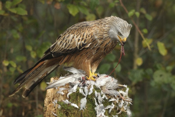 Red kite (Milvus milvus) eats on captured domestic pigeon (Columba livia domestica) Allgäu, Bayern, Germany, Allgäu, Bavaria, Germany