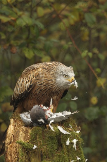 Red kite (Milvus milvus) eats on captured domestic pigeon (Columba livia domestica) Allgäu, Bayern, Germany, Allgäu, Bavaria, Germany