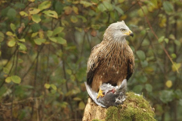 Red kite (Milvus milvus) on captured domestic pigeon (Columba livia domestica) Allgäu, Bavaria, Germany, Allgäu, Bavaria, Germany