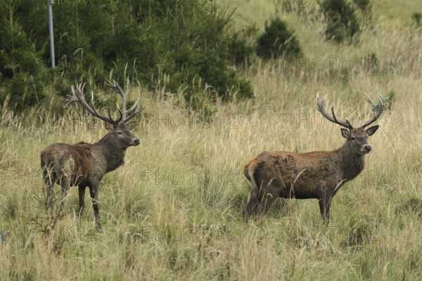 Red deer (Cervus elaphus) deer in tall, dry old grass, the right with wire mesh in left antler rod, Allgäu, Bavaria, Germany, Allgäu, Bavaria, Germany